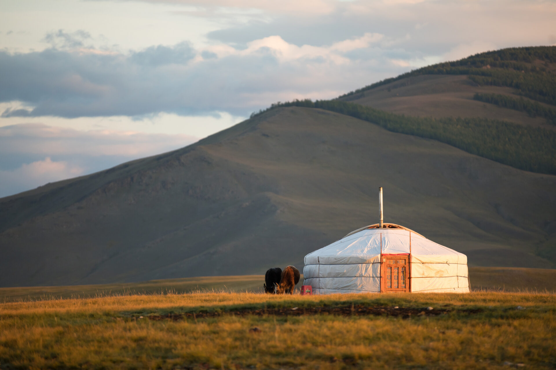 Traditional ger on the Mongolian steppe at sunrise